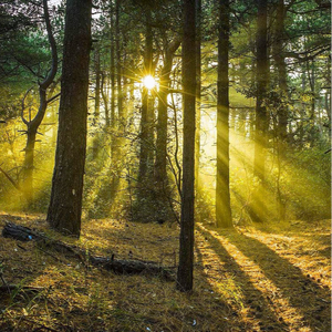 在线电影一区二区三区
